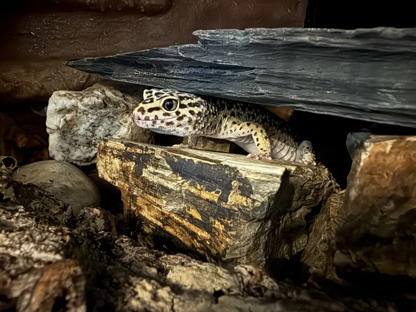 A leopard gecko peeking out from beneath a slate hide in its enclosure