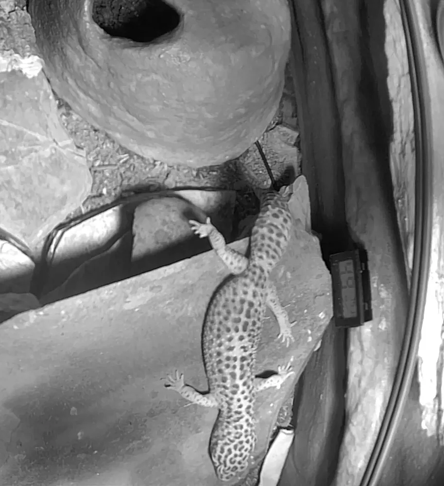 A leopard gecko climbing over a rock beside its hide at night, shown in sharp detail in black and white by infrared